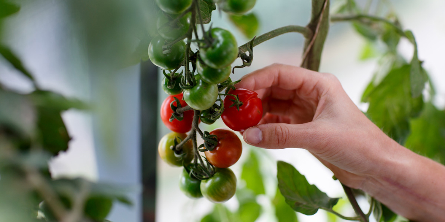 Tomatplanta, foto: Hasselfors Garden