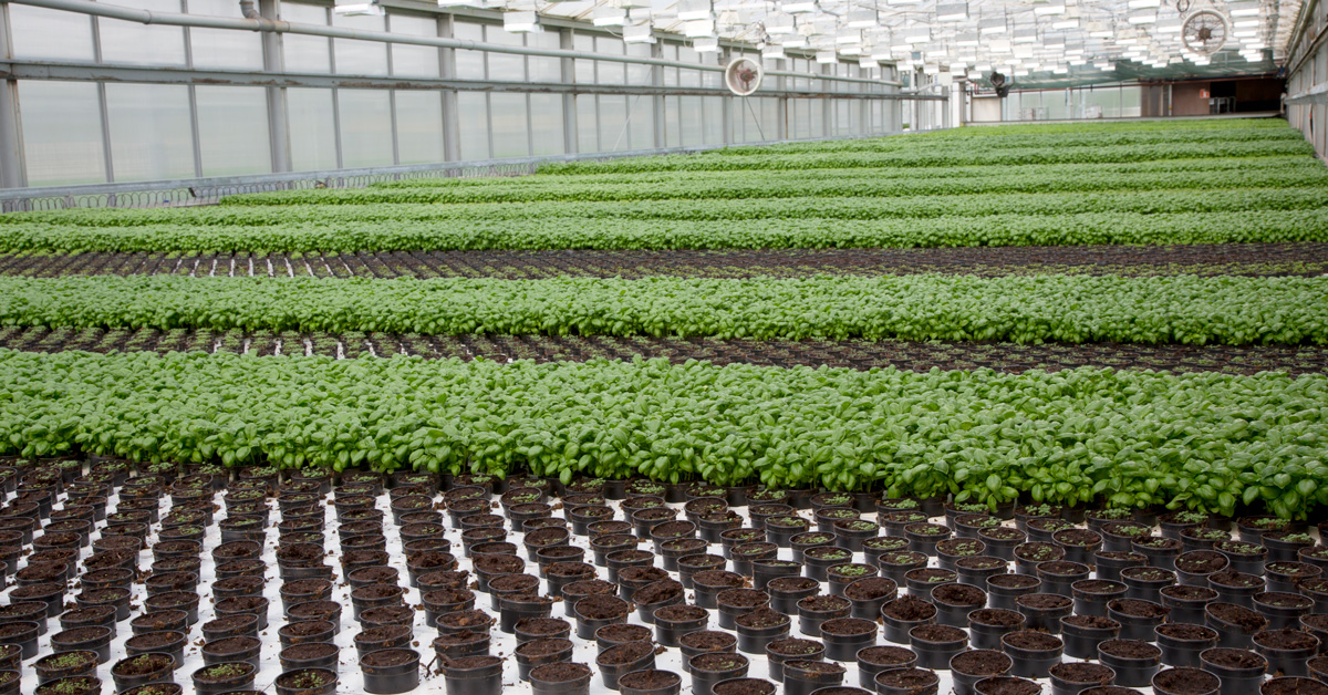 Det finns inget annat material än torv som finns i de volymer som krävs för att ge Sverige och EU en trygg och säker livsmedelsförsörjning. Foto: Hasselfors Garden