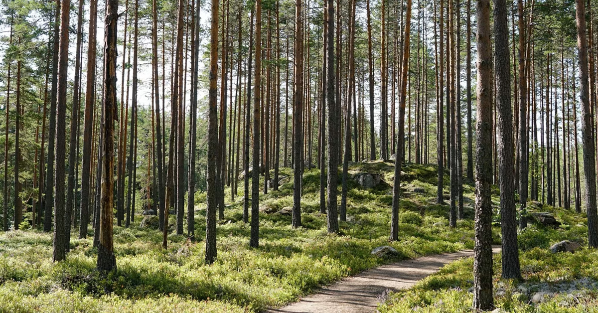 Genom ett aktivt skogsbruk med gallringar och föryngringar, kan vi både öka virkesproduktionen, energi från biomassa och binda mer kol från atmosfären. Foto: Pixabay